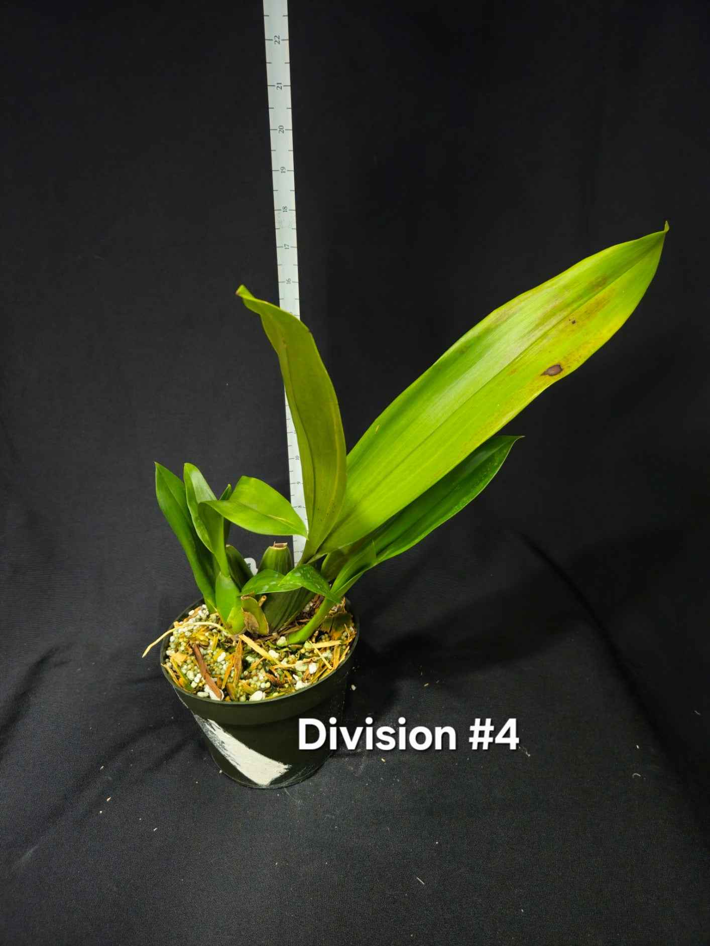 Brassia Edvah Loo 'Nishida' AM/AOS