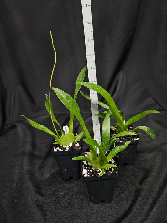 Oncidium Heaven Scent 'Redolence'