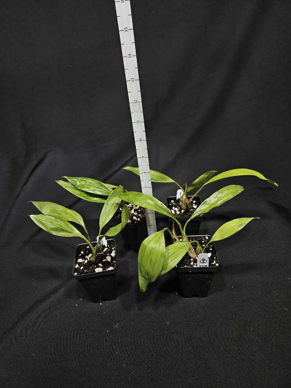 Aganisia (Acacallis) cyanea - Bitis Botanical