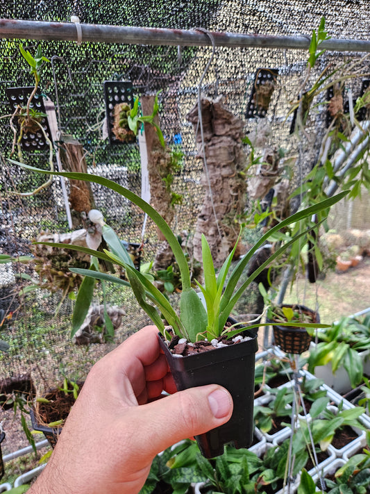 Oncostele Golden Mirth 'Filini's Gold Dust'