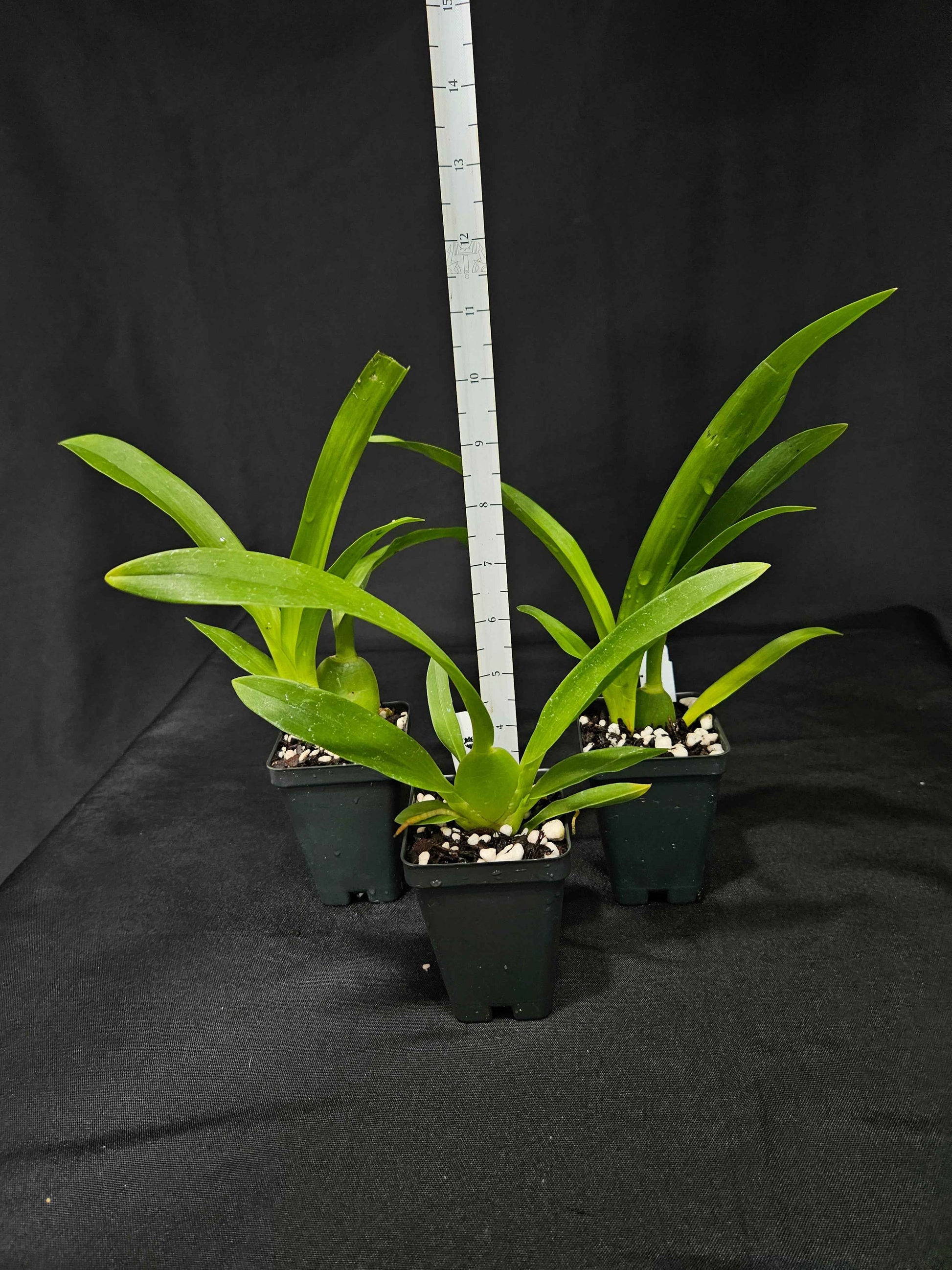 Arthurara Sea Snake 'Unforgettable' HCC/AOS