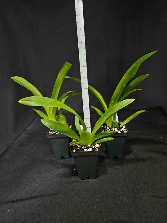 Arthurara Sea Snake 'Unforgettable' HCC/AOS