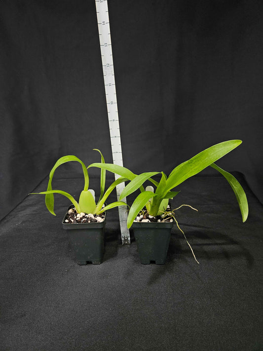 Oncidium Sharry Baby 'Red Fantasy'