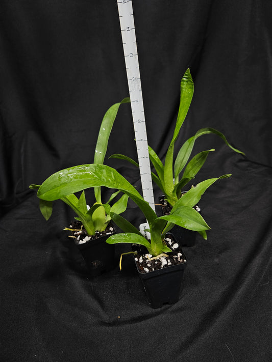 Oncostele Succubus 'Night Shift'