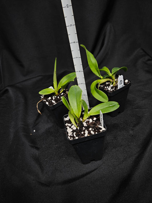 Rlc. Miss Thailand 'Porntip'