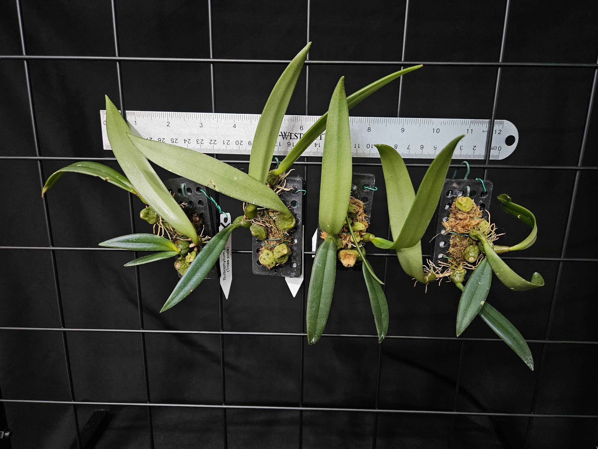 Bulbophyllum pictum