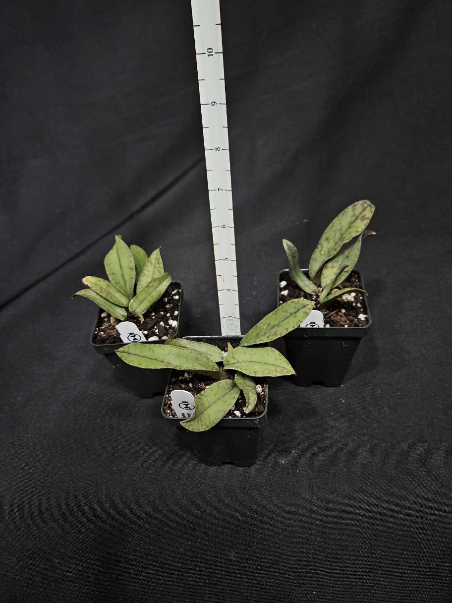 Psychopsis Mendenhall 'Hildos' FCC/AOS - Bitis Botanical