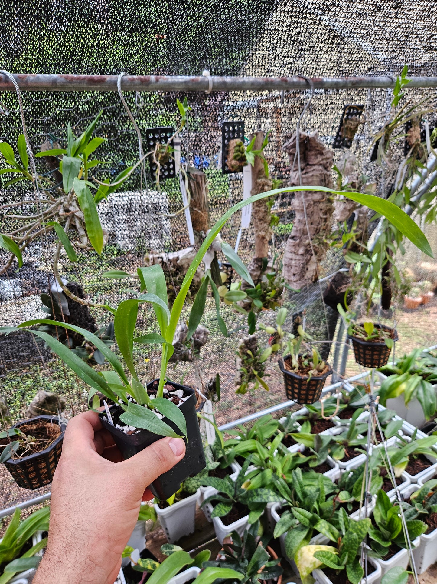 Oncidium Heaven Scent 'Sweet Baby'