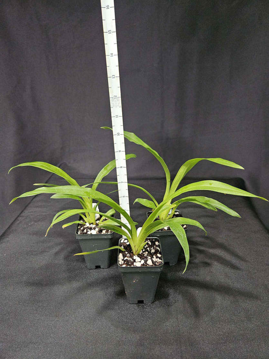 Zygopetalum Artur Elle 'Tombstone'