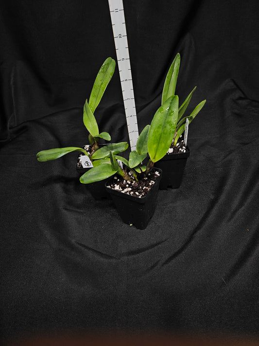 Rlc. Siam Paradise 'Lemon Field'