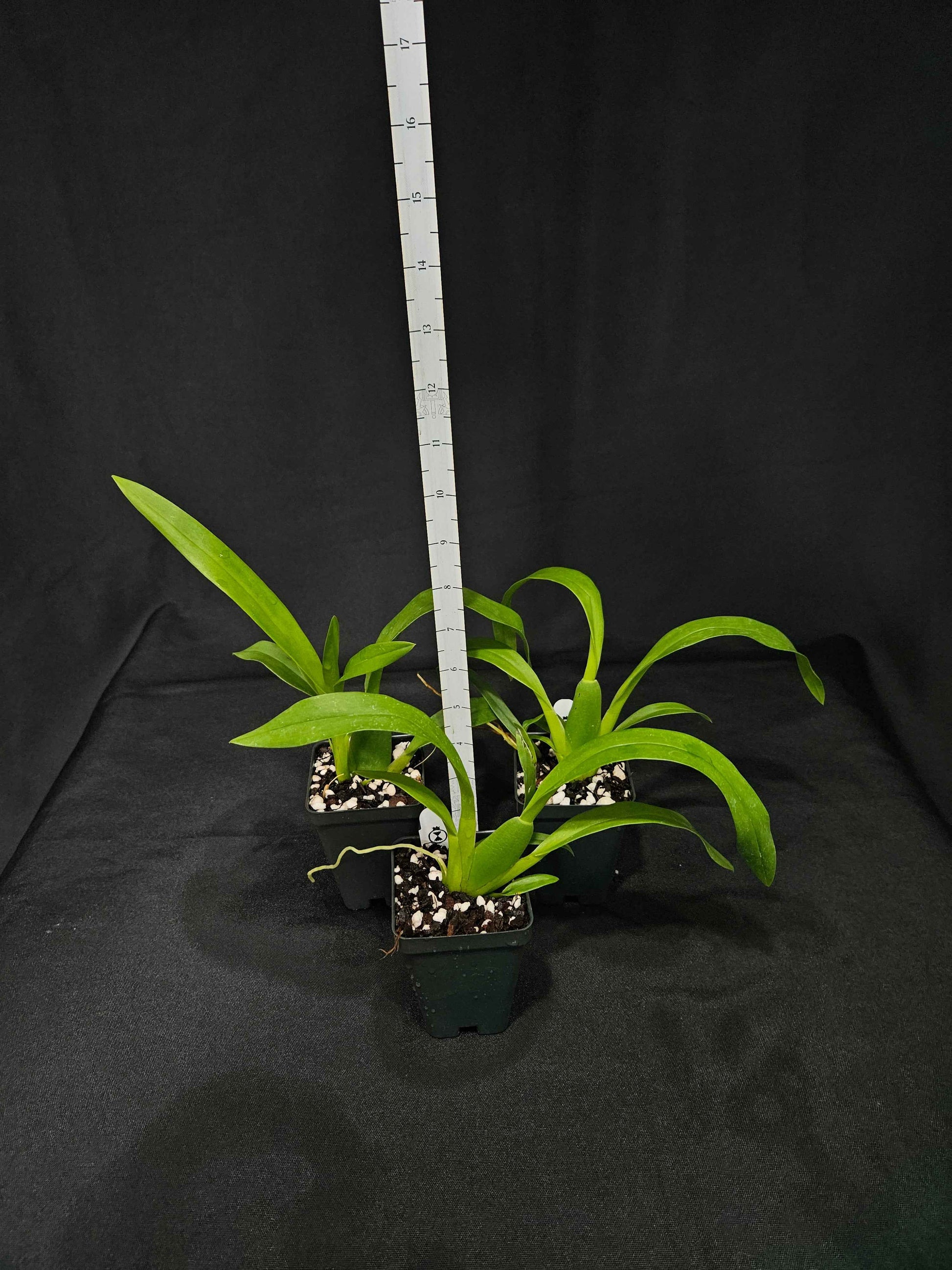 Brascidostele Tower of Rex 'Mr. Green Jeans'