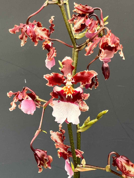 Oncidium Ruth's Rainbow 'Over the Rainbow'