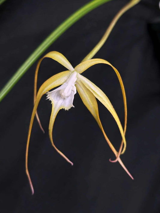 Brassavola appendiculata