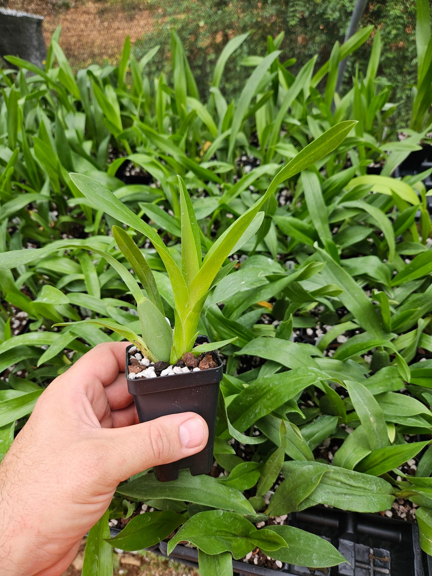 Rhynchonia Pacific Paranoia 'Other Side of Cool'