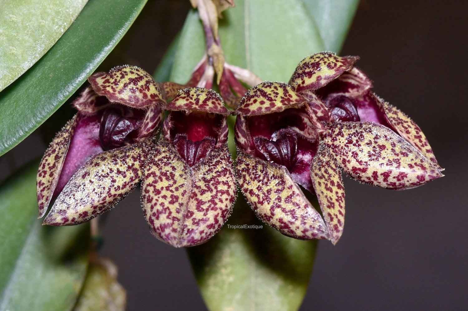 Bulbophyllum frostii