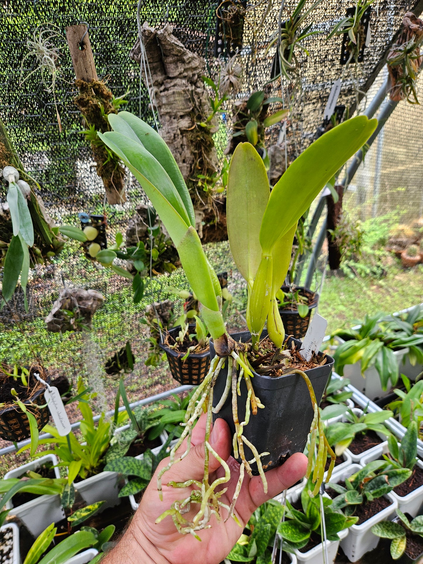 Cattleya trianae 'Cashen's' FCC/AOS