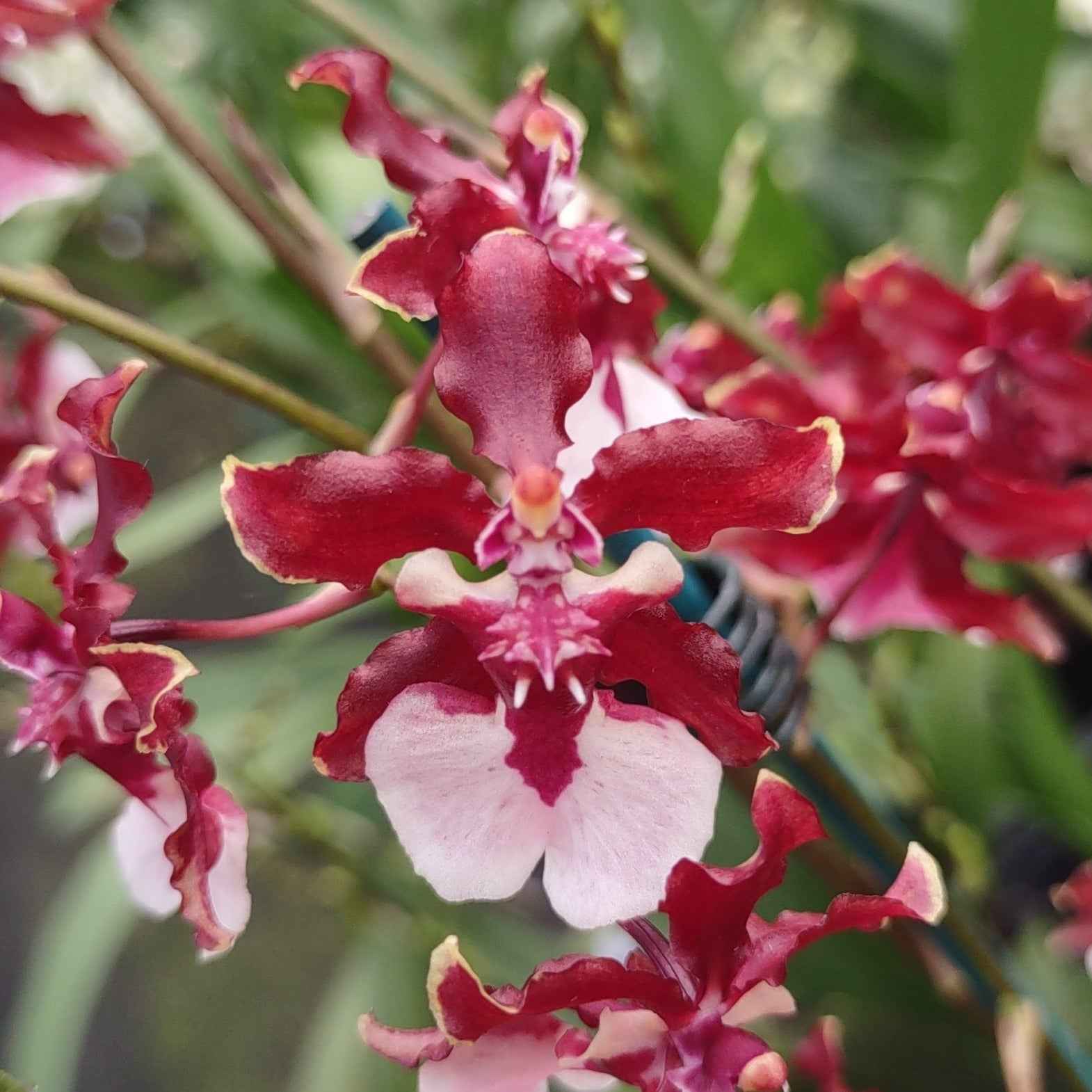 Oncidium Sharry Baby 'Sweet Fragrance' AM/AOS