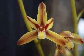 Cymbidium rectum