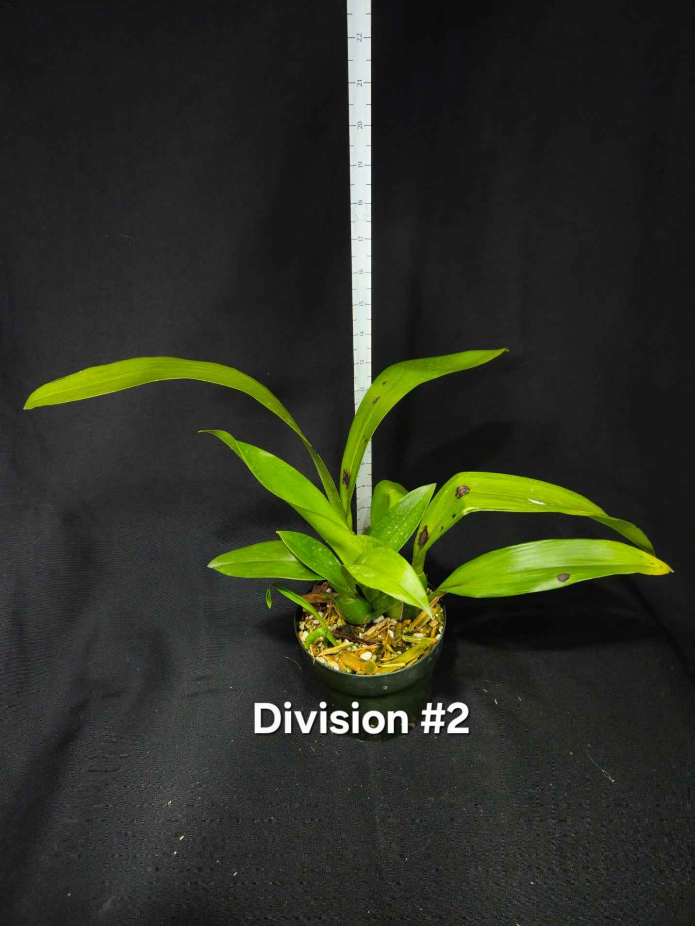 Brassia Edvah Loo 'Nishida' AM/AOS