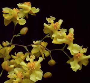 Oncidium Twinkle 'Yellow Bird'