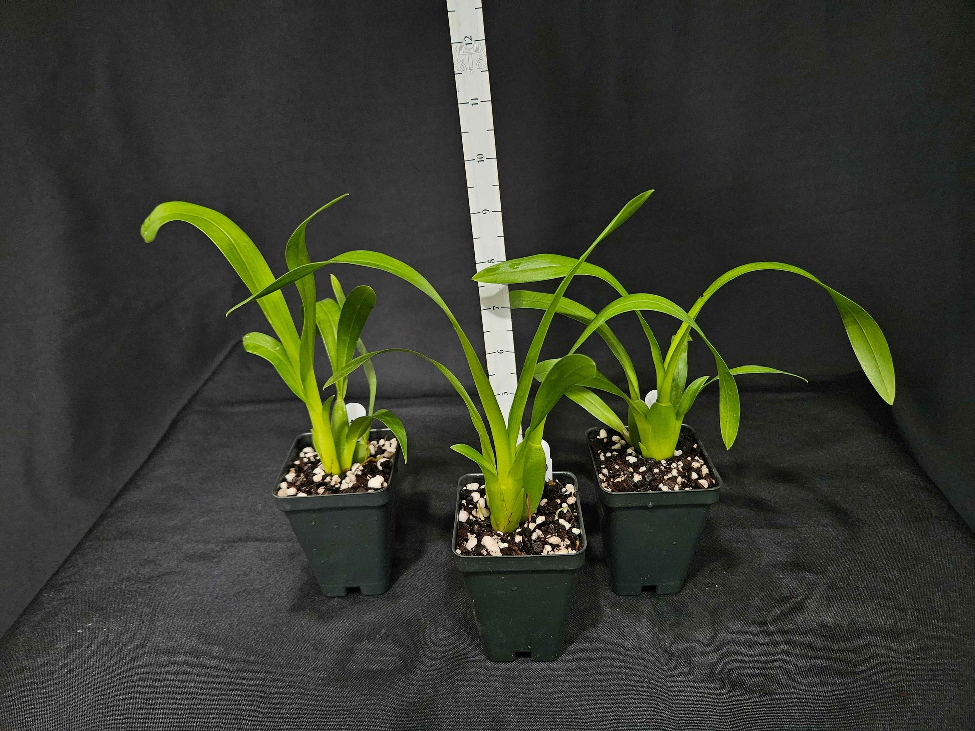 Miltassia Charles M. Fitch 'Izumi' AM/AOS