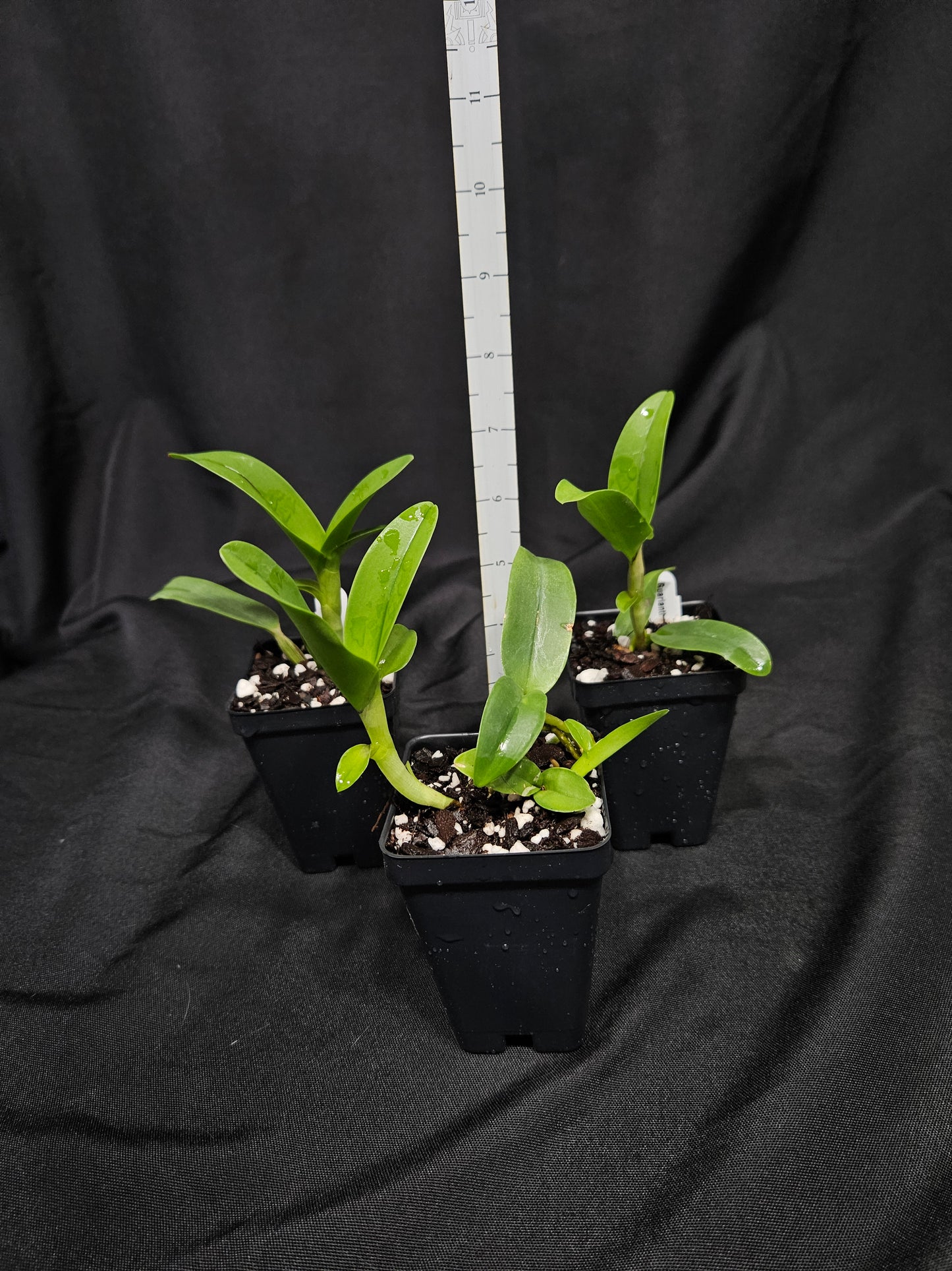 Guarianthe aurantiaca