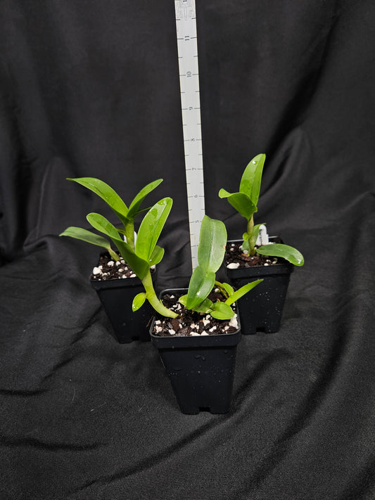 Guarianthe aurantiaca