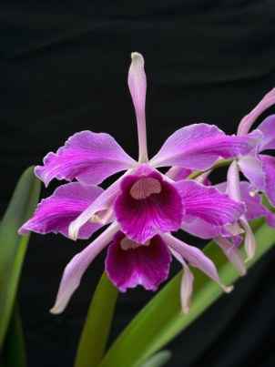 Cattleya (Laelia) purpurata var. flammea