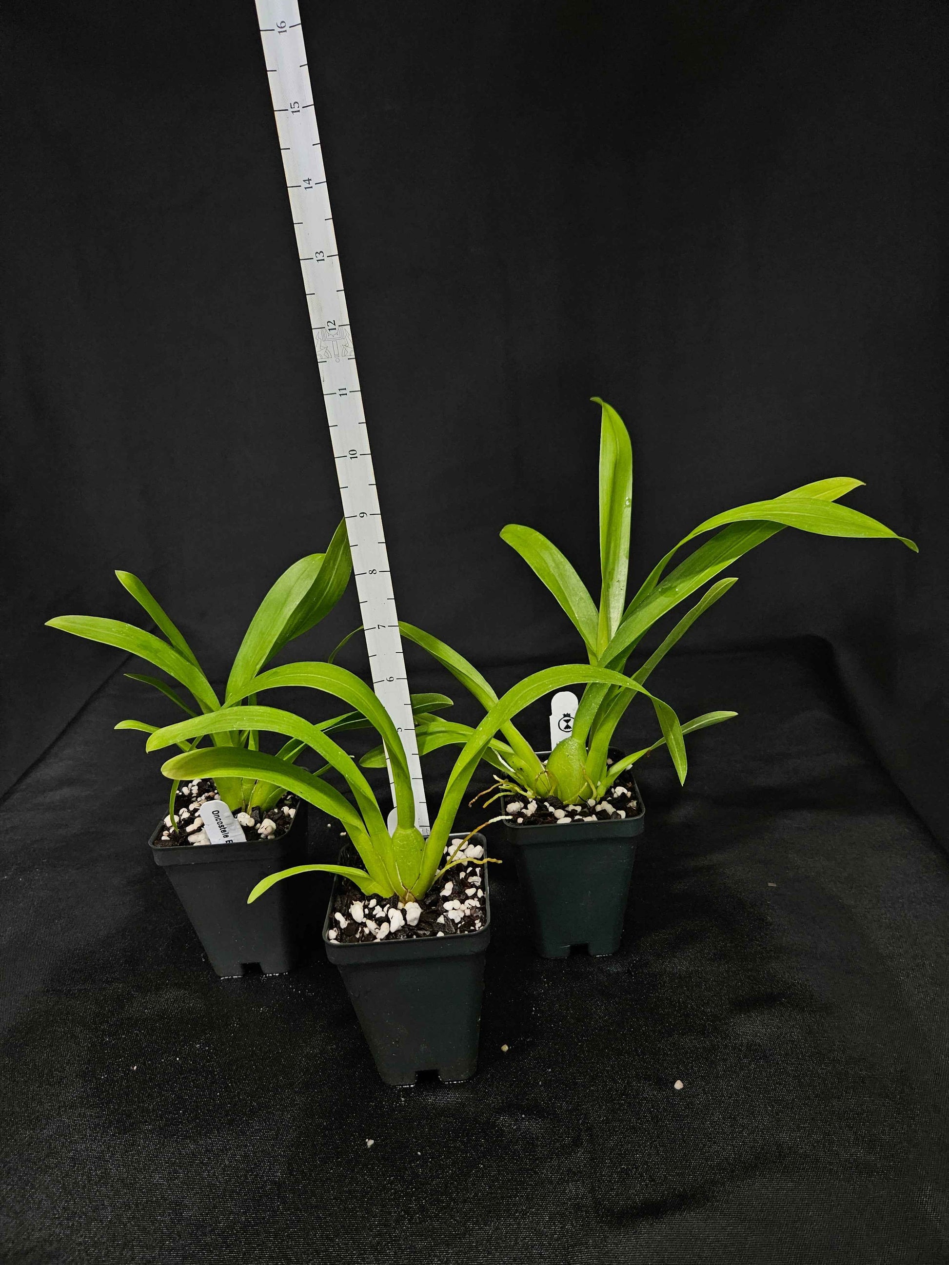 Oncostele Eye Candy 'Pinkie' AM/AOS