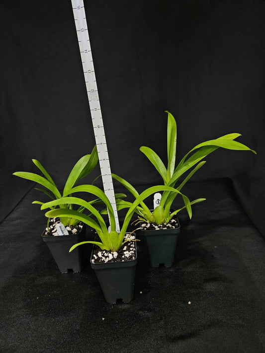 Oncostele Eye Candy 'Pinkie' AM/AOS