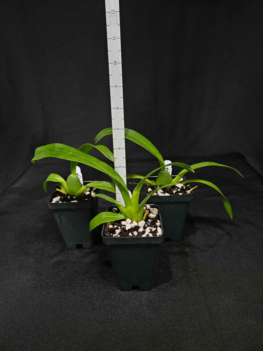 Wilhelmara (Degarmoara) Pinot Princess 'Nite Naulege'