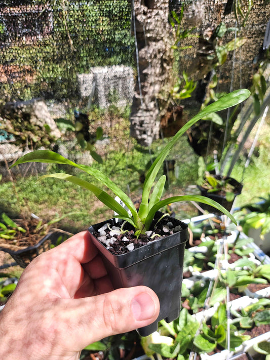 Leomesezia Lava Burst 'Puanani' AM/AOS