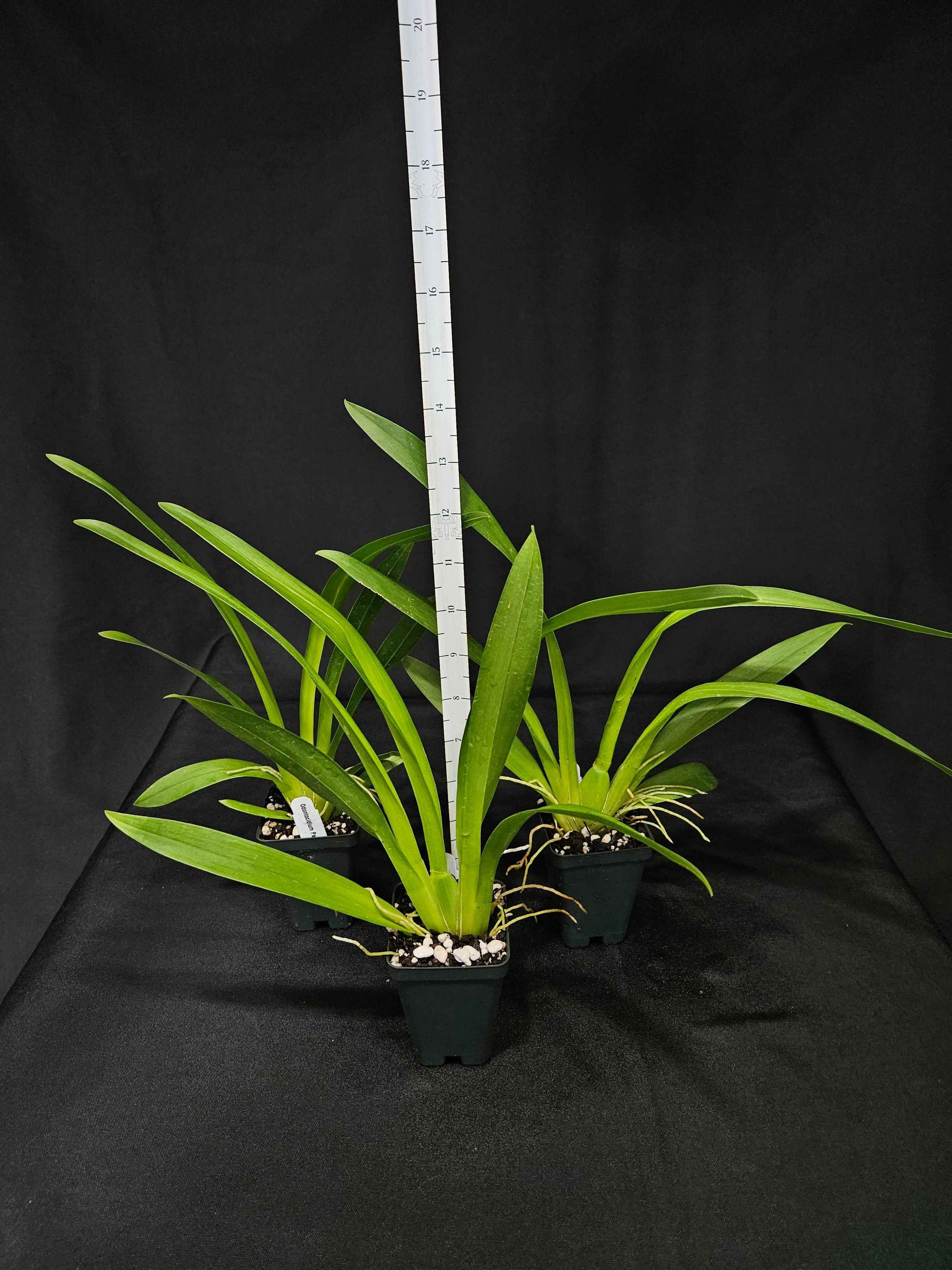 Odontocidium Parquet 'Uptown Girl'