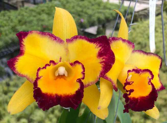 Rlc. Linkin Love 'Chester'