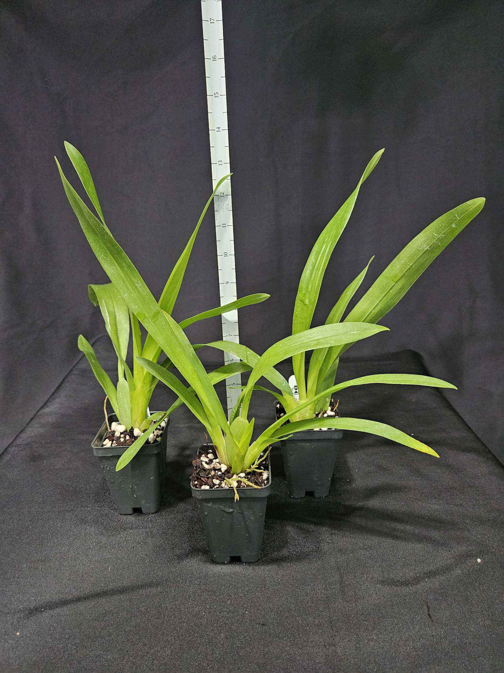 Oncidium Aka Baby 'Raspberry Chocolate' AM/AOS