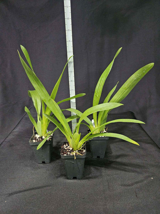 Oncidium Aka Baby 'Raspberry Chocolate' AM/AOS