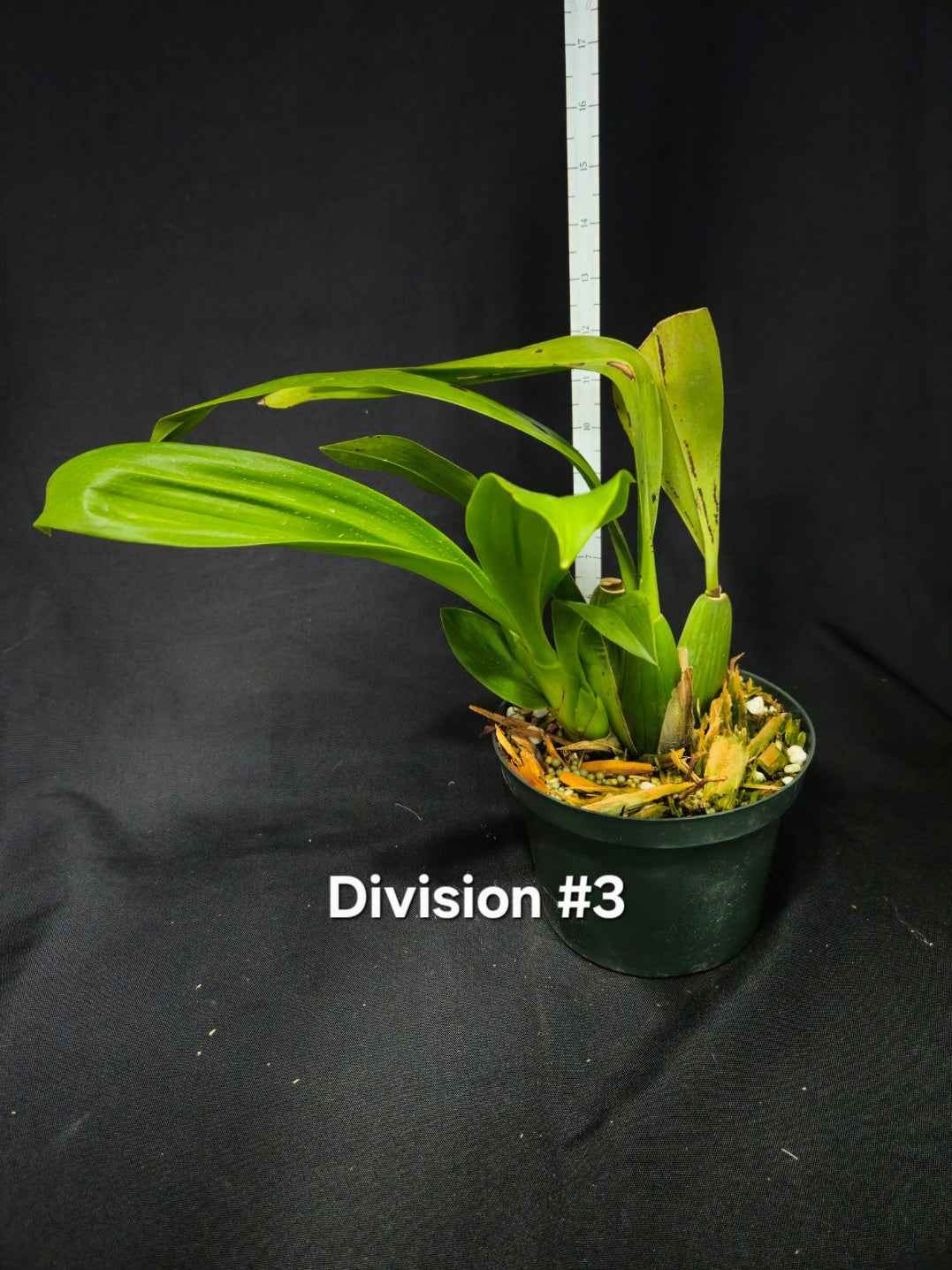 Brassia Edvah Loo 'Nishida' AM/AOS