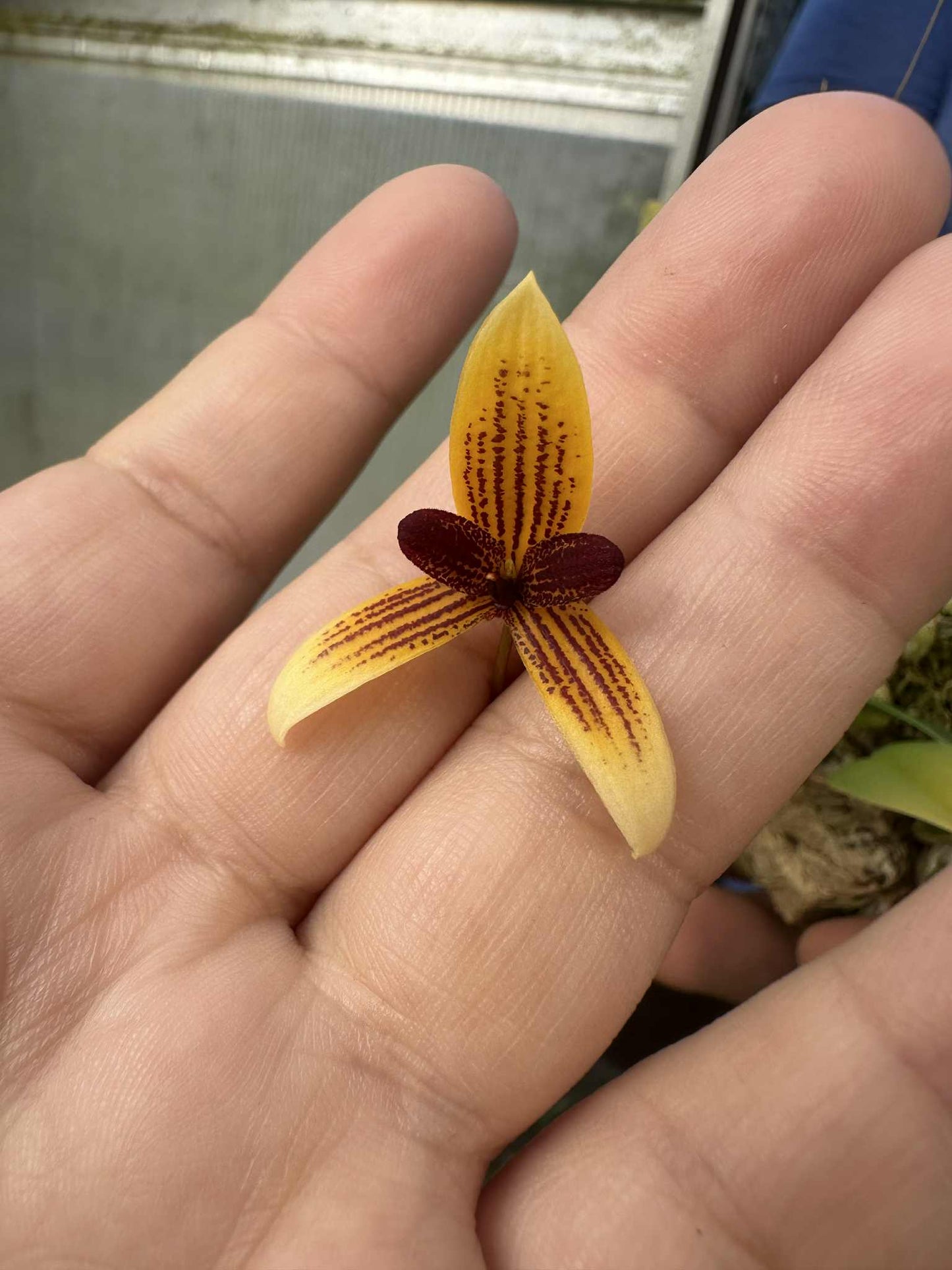 The Leopard Spotted Bulbophyllum (Bulbophyllum pardalotum) orchid flower with hand for scale
