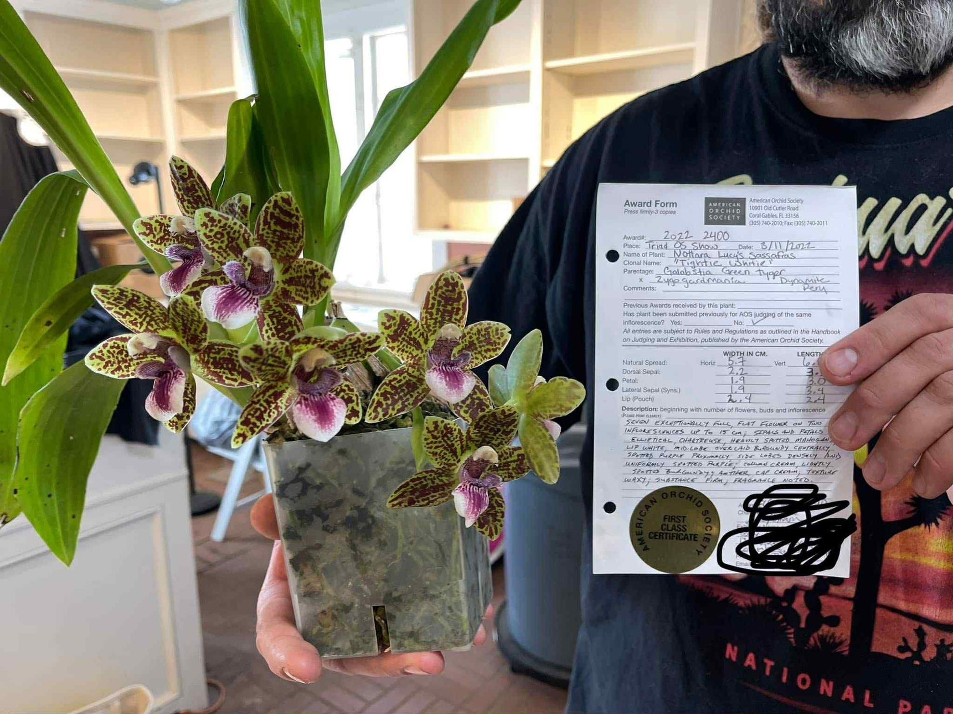 Nottara Lucy's Sassafrass 'Tightie Whitie' FCC/AOS Zygo hybrid orchid flowers with American Orchid Society award