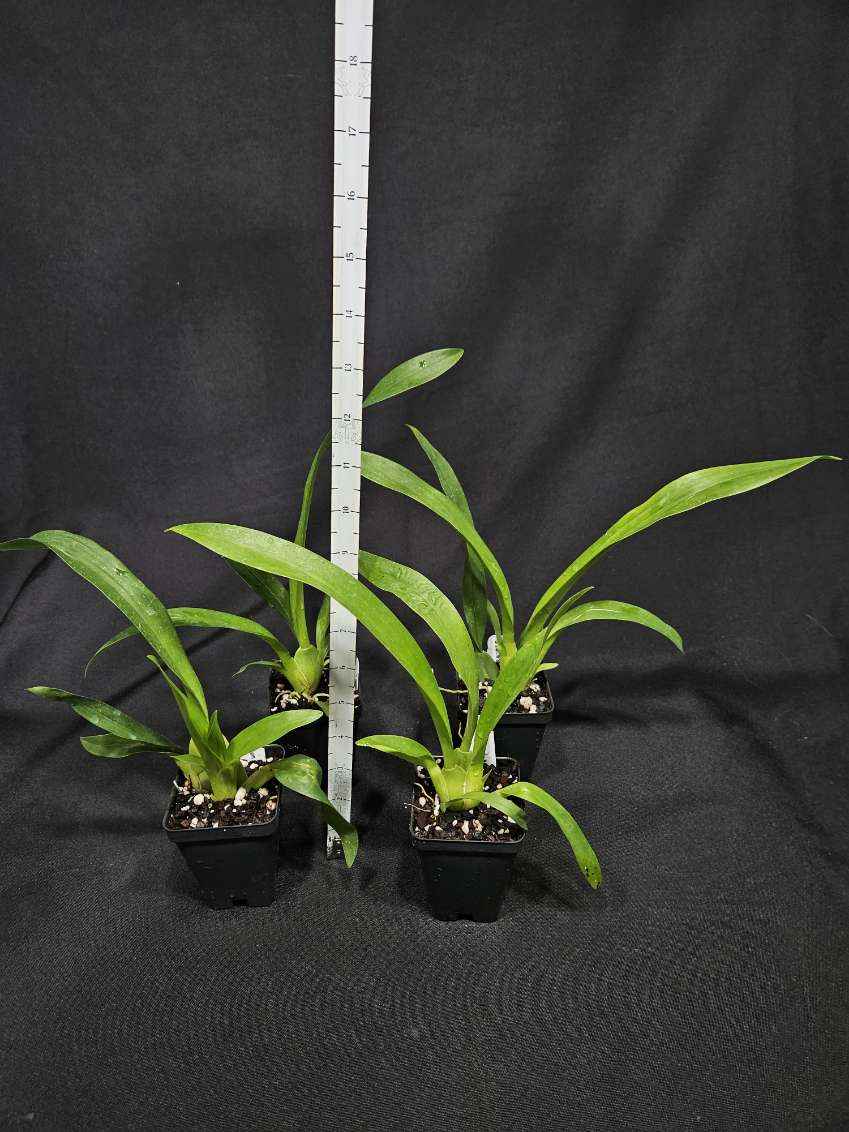 Oncidium Sharry Baby 'Sweet Fragrance' AM/AOS