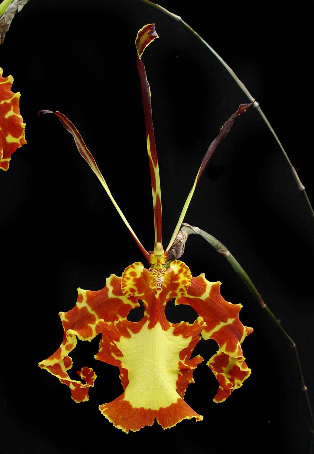 Psychopsis Mendenhall 'Hildos' FCC/AOS