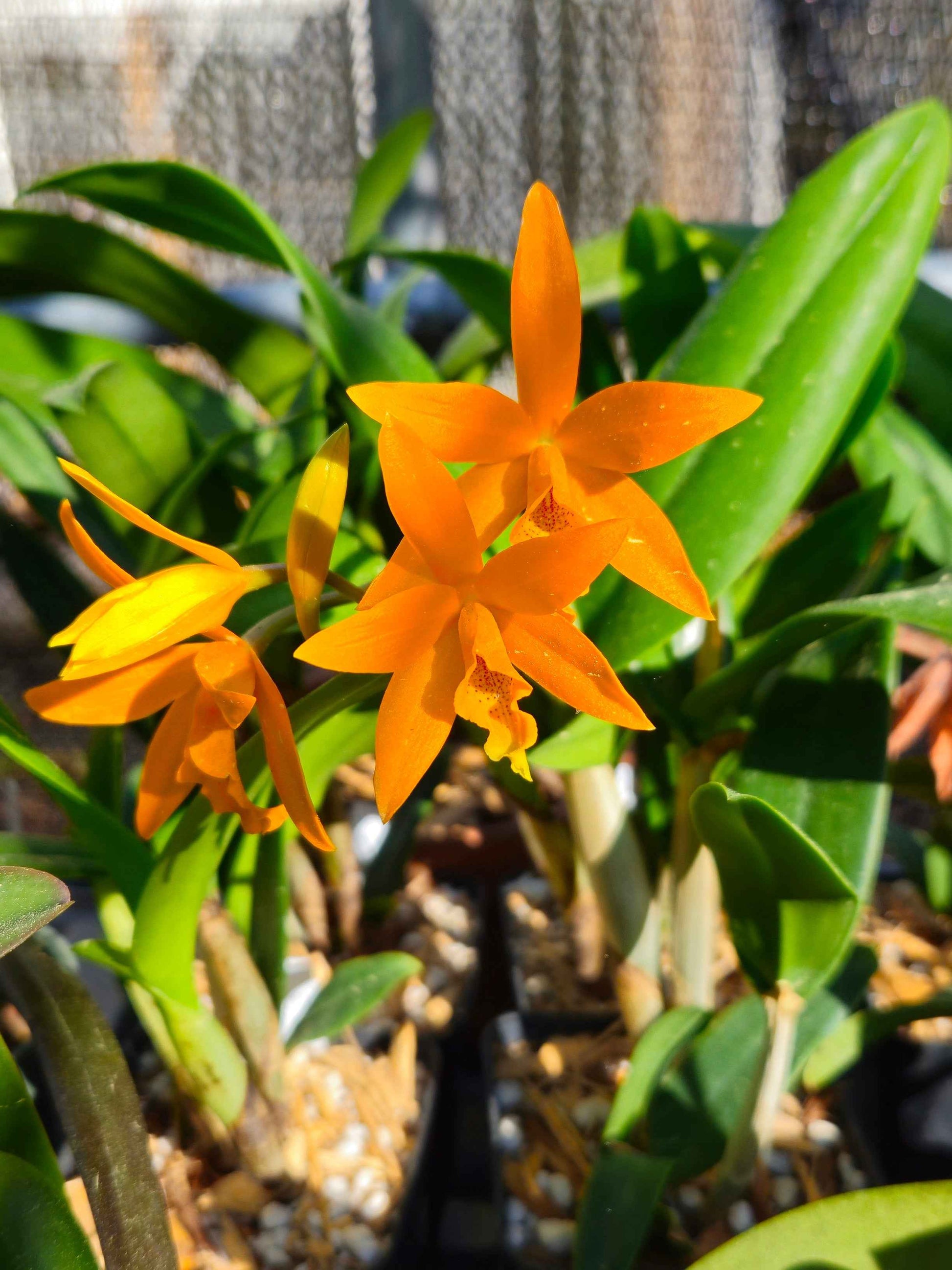 Cattleytonia Raingreen's Lightning Bug