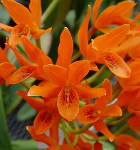 Cattleya aurantiaca