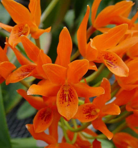 Guarianthe aurantiaca