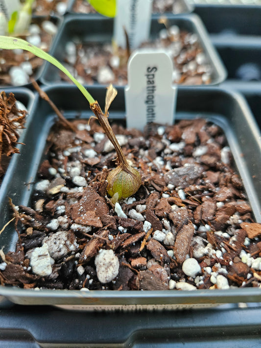 Spathoglottis hardingiana
