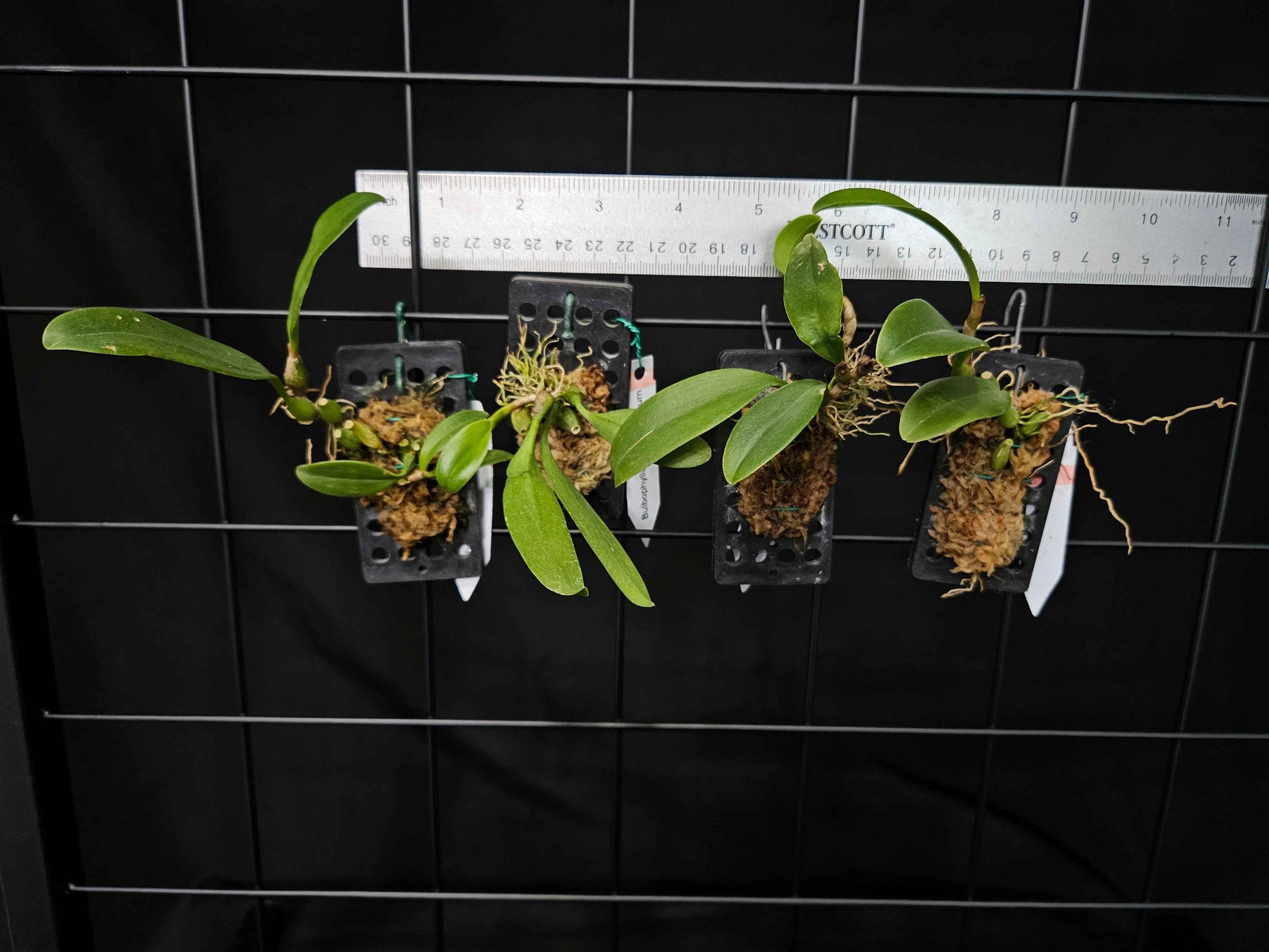 Bulbophyllum antenniferum