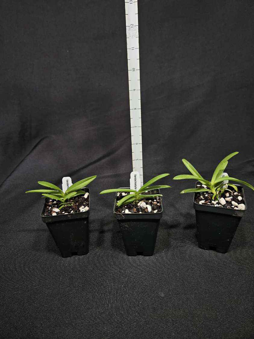 Vandachostylis Lou Sneary