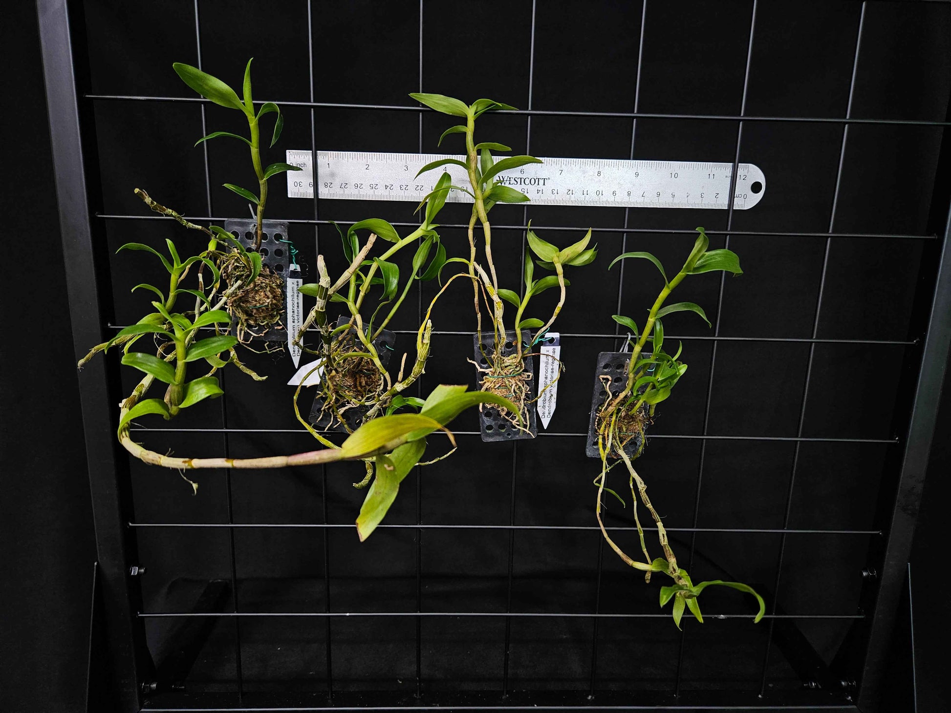 Dendrobium Magenta's Aphanovic