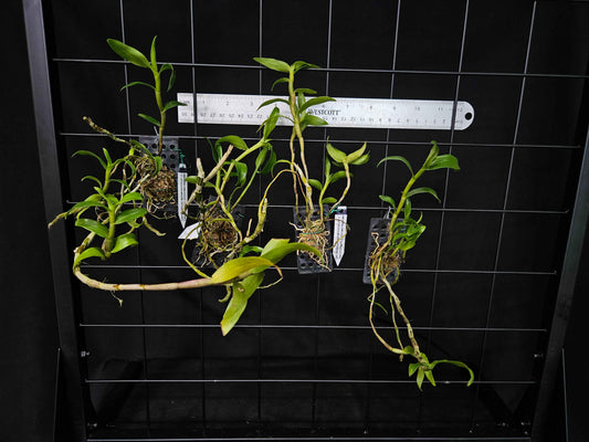 Dendrobium Magenta's Aphanovic