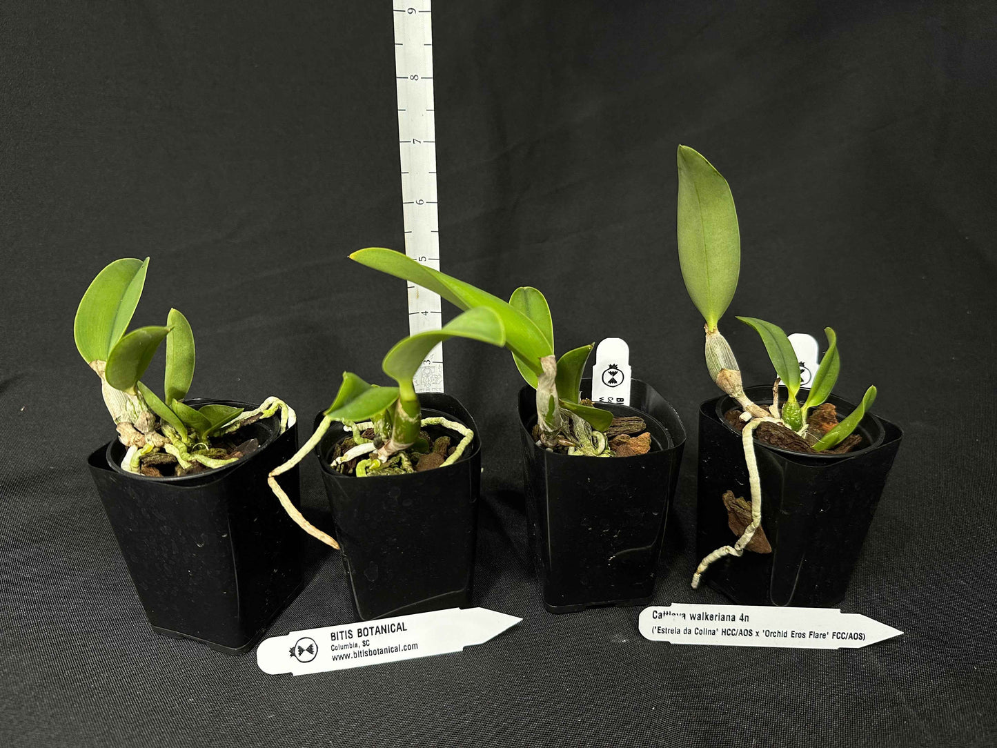 Cattleya walkeriana 4N